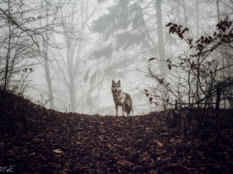 Fotosúťaž "Najkrajšia fotografia z územia MAS 2020"